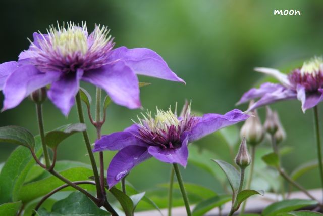 clematis